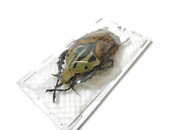 Goliath Beetle Goliathus albosignatus kirkianus Male 50 mm FAST FROM USA