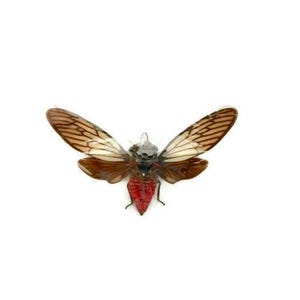 Red Devil Cicada Huechys incarnata Real Insect Spread