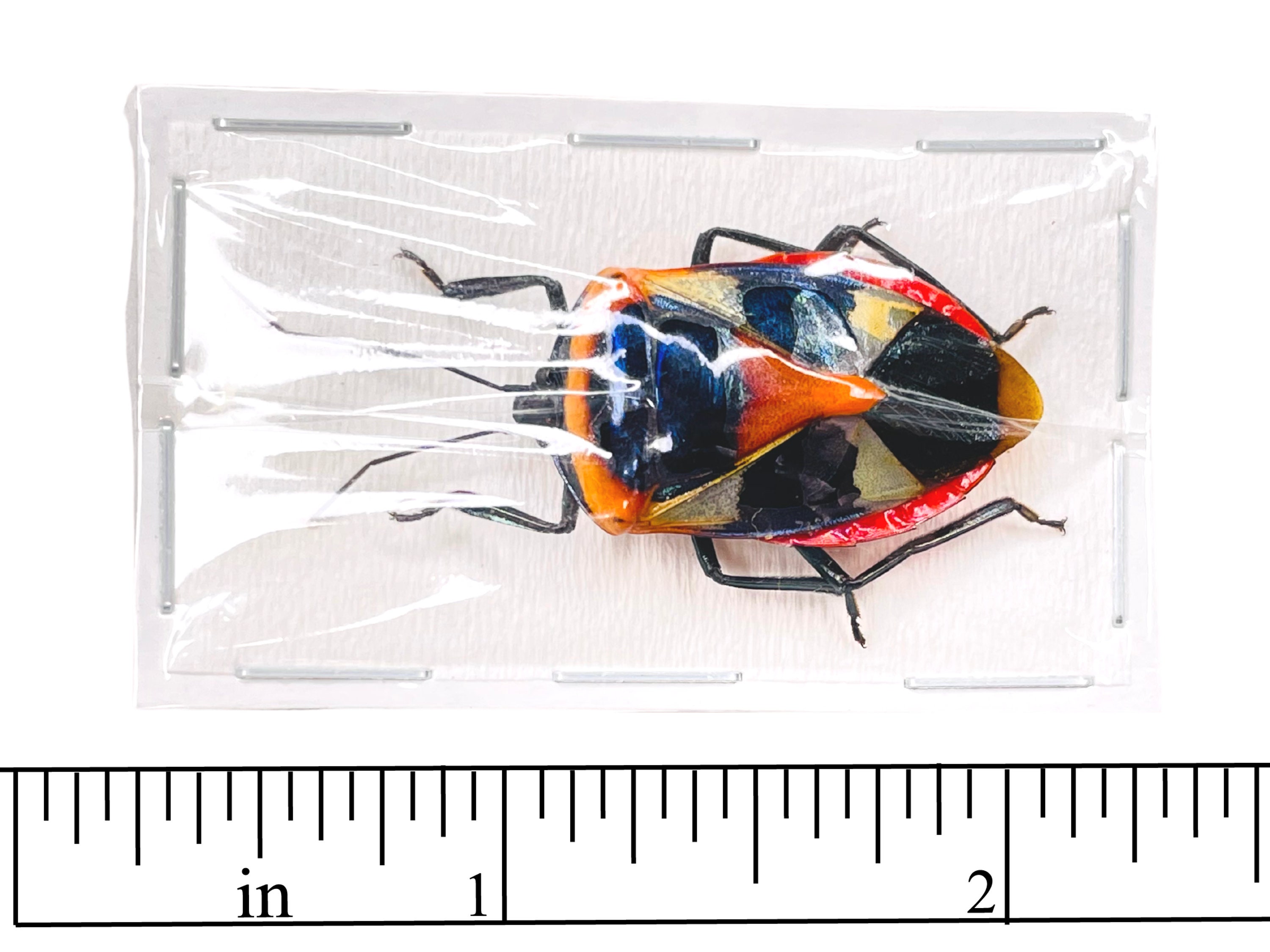 Man Face Bug Catacanthus Nigripes Real Insect Taxidermy A | Etsy