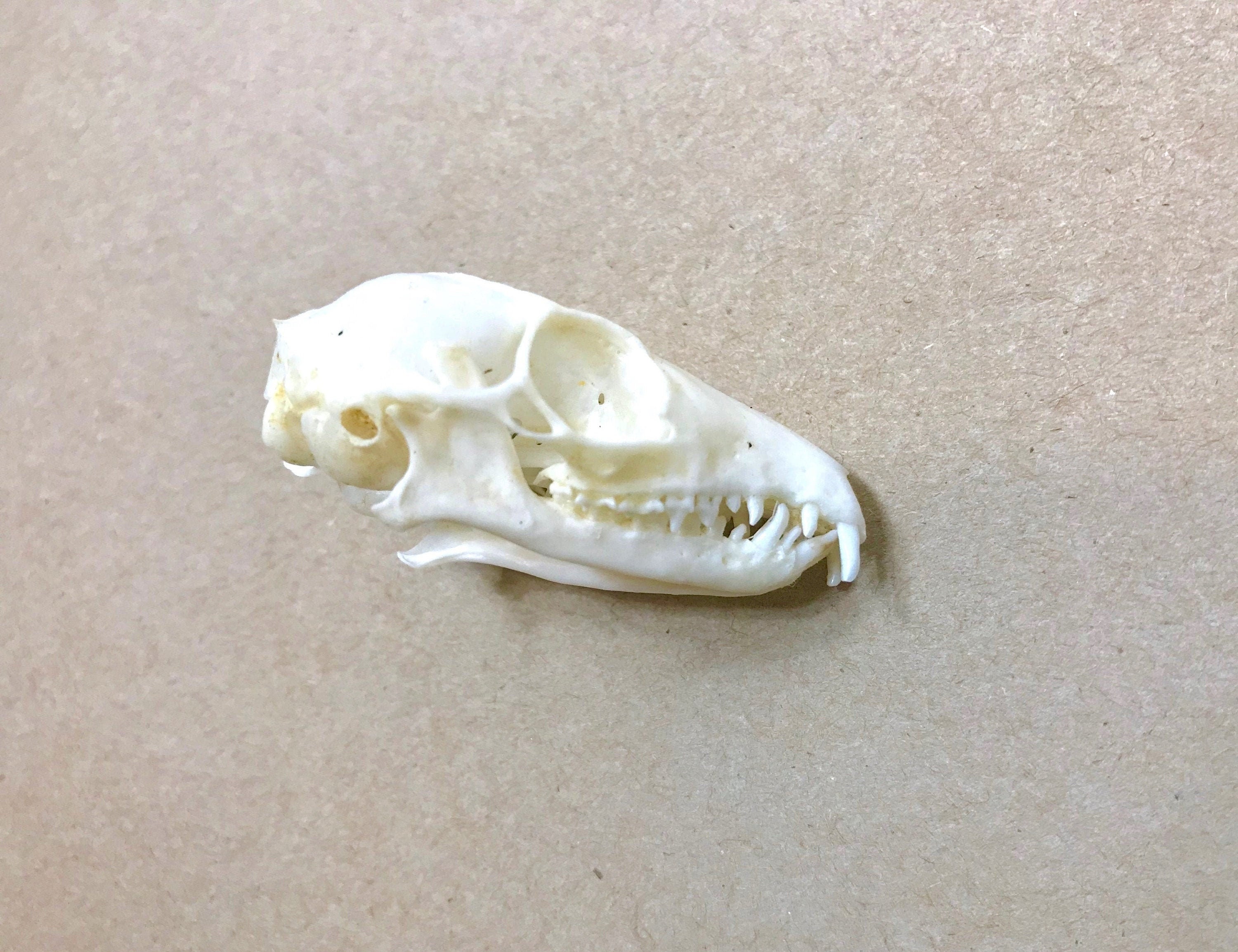 Real Snake Skull - Etsy