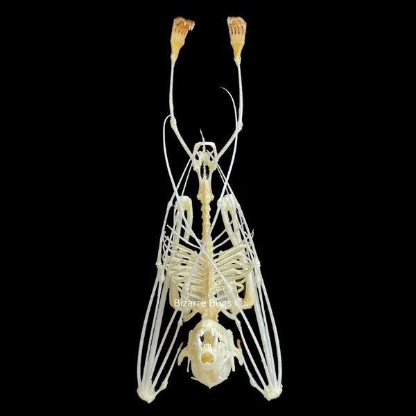 Lesser Short-Nosed Fruit Bat Cynopterus brachyotis Skeleton Hanging Real Preserved Taxidermy