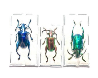 Frog-legged Beetle Sagra longicollis Real Insect 3 Pack A-/A2 Condition