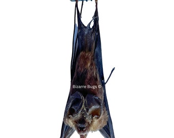 Blyth's Horseshoe Bat Rhinolophus lepidus Hanging Back Real Preserved Taxidermy