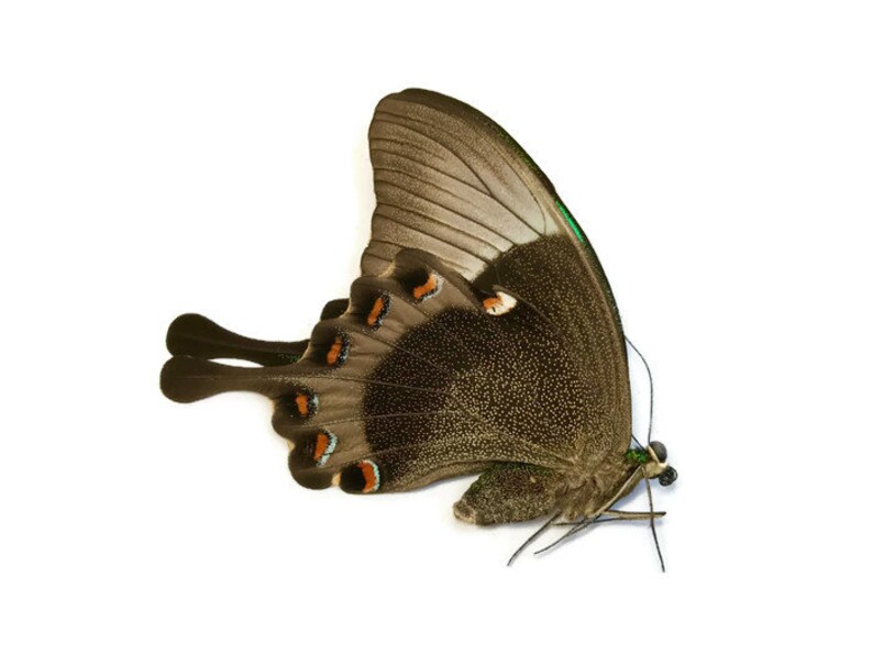 Emerald Swallowtail Butterfly Papilio palinurus daedalus Real Insect Spread or Folded Taxidermy