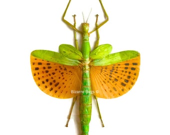 標本用品 Taiwan Dytiscoidae sp.38mm 標本用品 Taiwan Dytiscoidae sp.38mm Taiwan Dytiscoidae sp.38mm