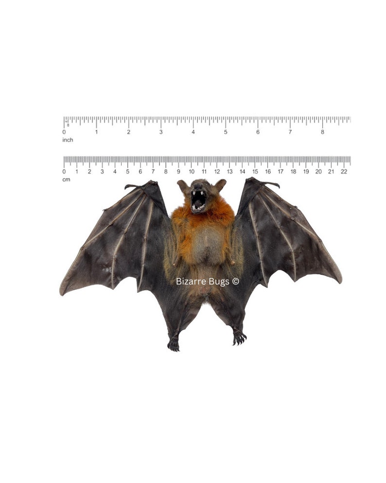 Lesser Short-Nosed Fruit Bat Cynopterus brachyotis Half Spread Real Preserved Taxidermy Specimen Bild 3