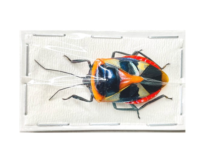 Man Face Bug Catacanthus Nigripes Real Insect Taxidermy A2 Condition - Etsy