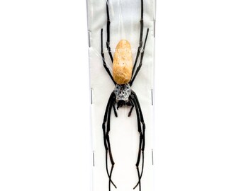 Giant Golden Silk Orb Weaver Spider Nephila vitiana Female Real Preserved Taxidermy Arachnid Taxidermy