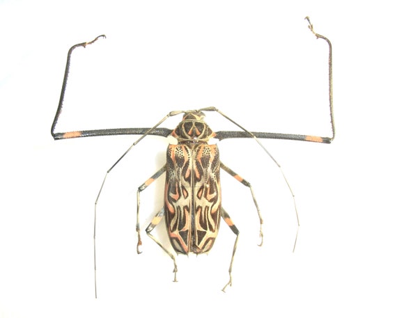 Gigante Arlequin Escarabajo Acrocinus Longimanus A2 Macho Real Etsy