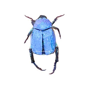 Hoplia Coerulea - Etsy