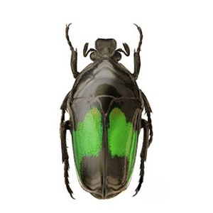 Scarab Flower Beetle Dicheros modestus Real Insect Green