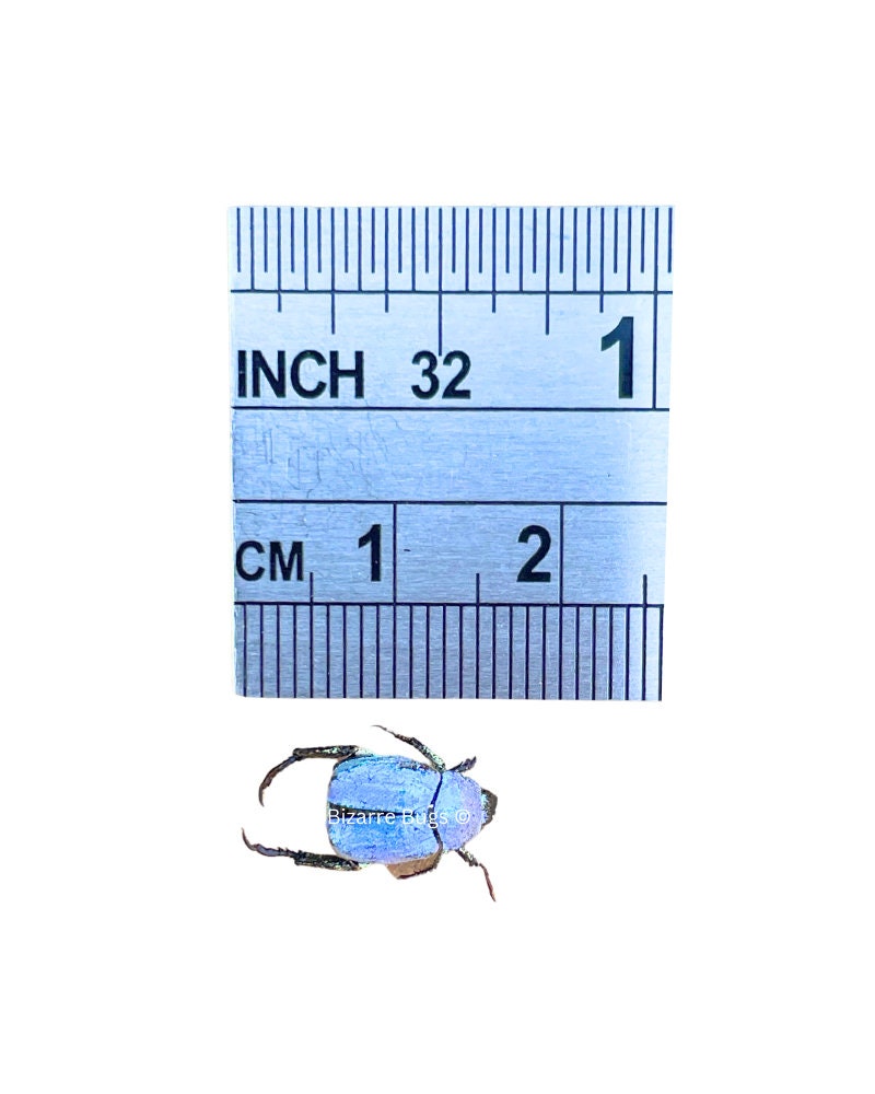 Iridescent Blue Scarab Beetle Hoplia Coerulea Real Insect