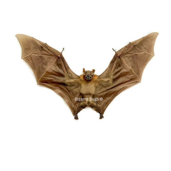 Lesser Short-Nosed Fruit Bat Cynopterus brachyotis Spread Real Preserved Taxidermy Specimen
