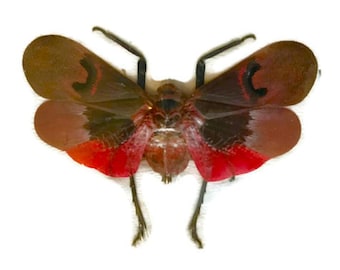 Lanternfly Lanthorn Fly Scamandra collaris Real Insect Spread