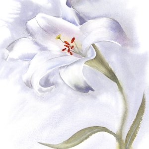 May include: Watercolor painting of a white lily flower with a green stem and leaves. The flower has delicate petals and red and yellow stamens. The background is a soft, light blue wash.