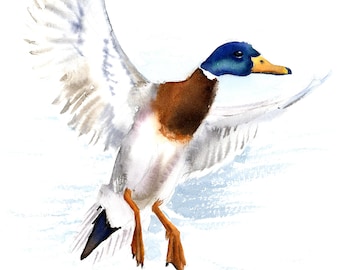 Duck painting watercolor giclee print of a flying mallard duck