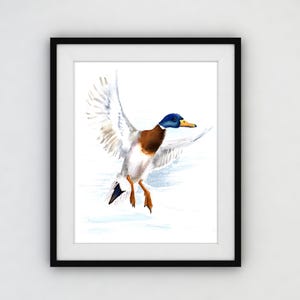 Duck painting watercolor giclee print of a flying mallard duck