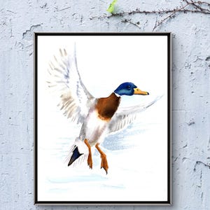 Duck painting watercolor giclee print of a flying mallard duck