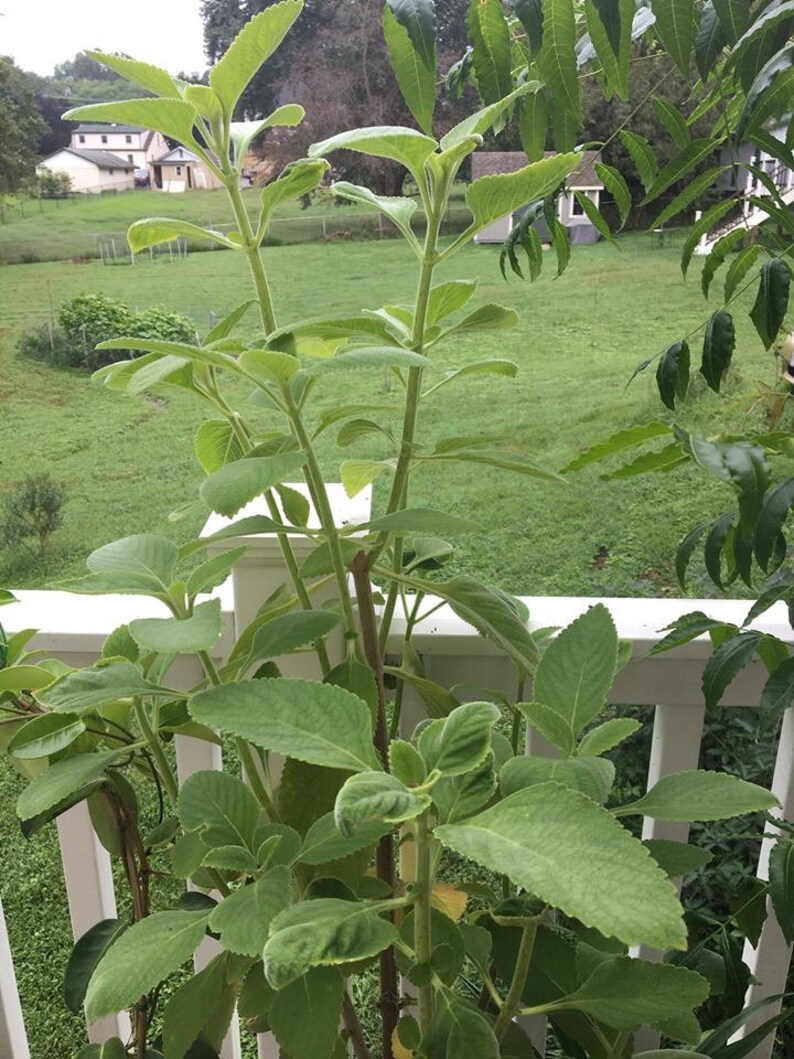 forskolin vertaling forskolin vertaling
