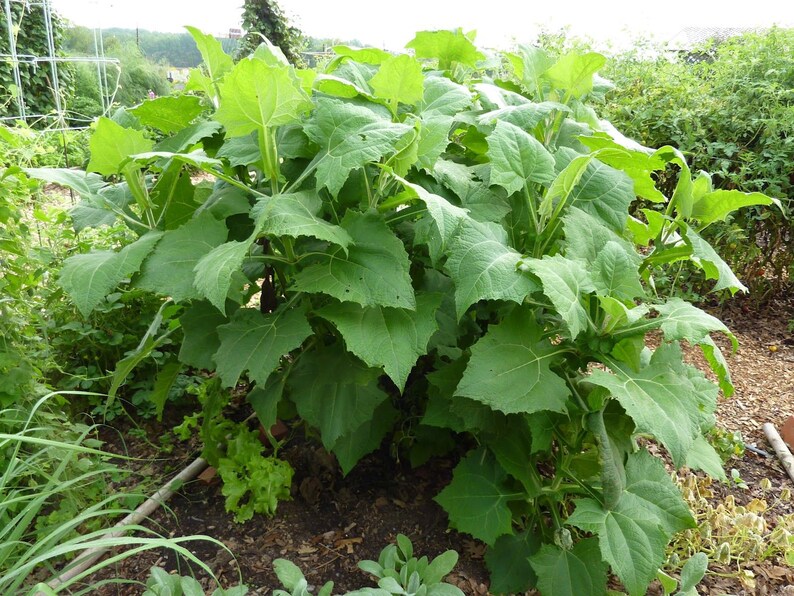 fare olanda e forni vendere forskolin