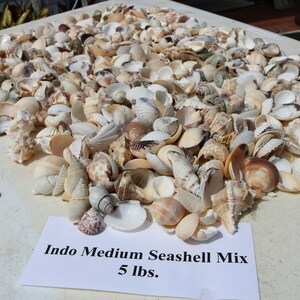 3 lbs. Large Indo Seashells Sea Shells Best Price FREE Ship!