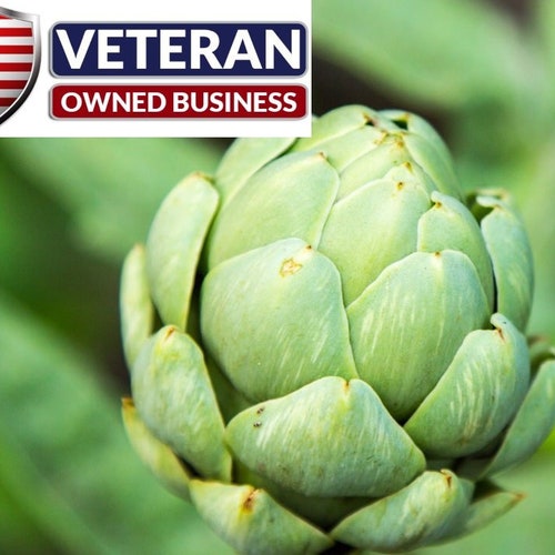 Artichoke Seeds Green Globe 50 Seeds Nongmo and Heirloom Etsy