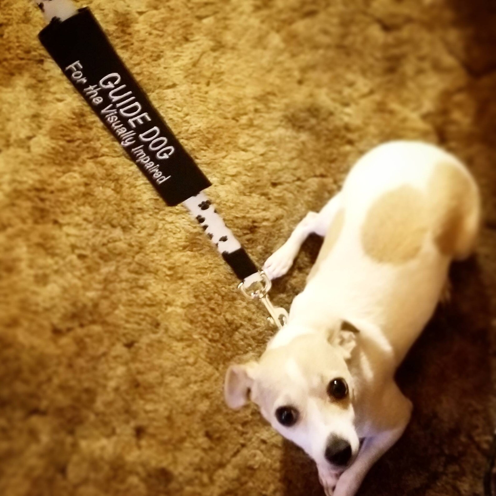 Personalized Embroidered Leash Sleeve Dog Leash Wrap Dog Etsy