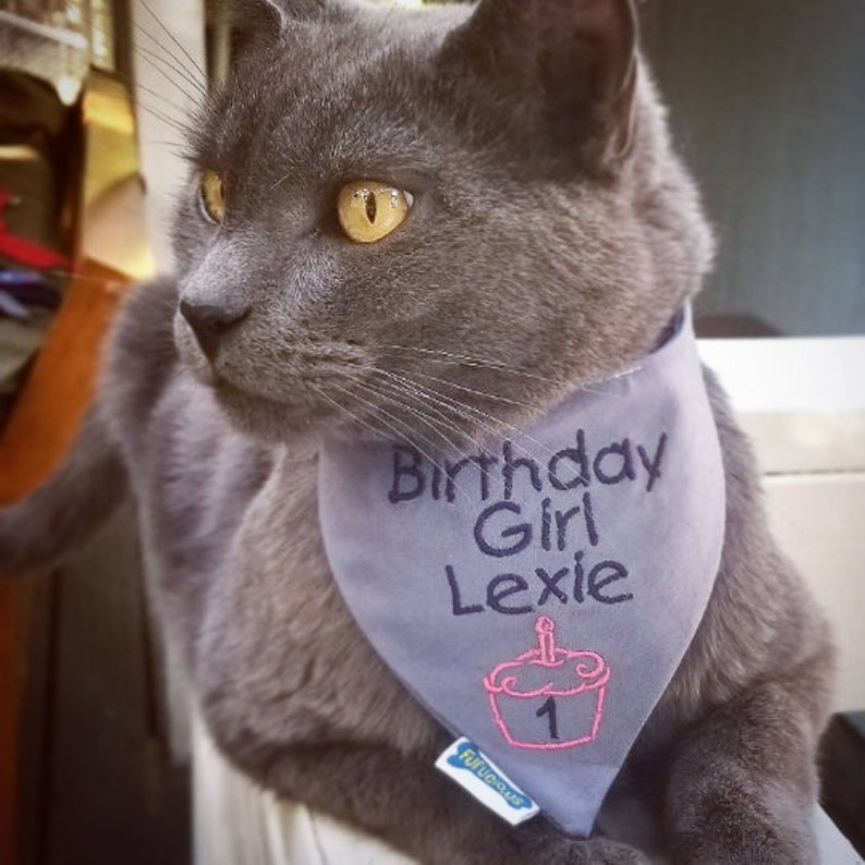 May include: A gray cat wearing a gray bandana with the text "Birthday Girl Lexie" embroidered in dark blue. A pink cupcake with a candle and the number "1" is also embroidered on the bandana. The bandana has a small white tag that says "Furrious".