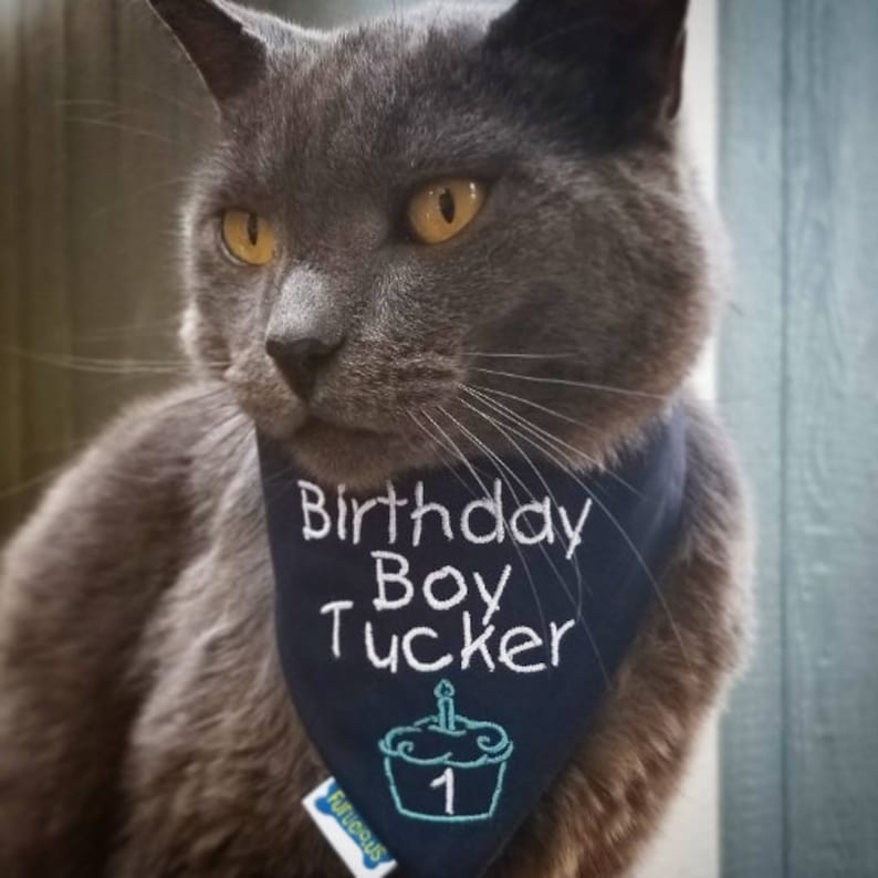 May include: A gray cat wearing a navy blue bandana embroidered with "Birthday Boy Tucker" and a cupcake with a candle and the number "1". The cat has yellow eyes.