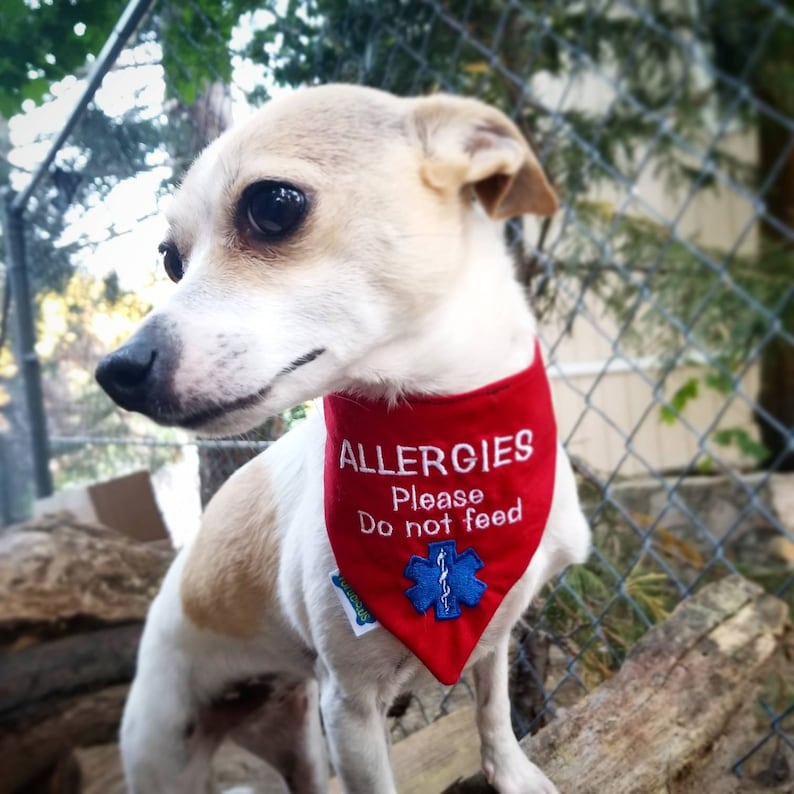 May include: A small, tan and white dog wearing a red bandana. The bandana has the word "ALLERGIES" embroidered in white, along with "Please Do not feed" and a blue medical symbol.