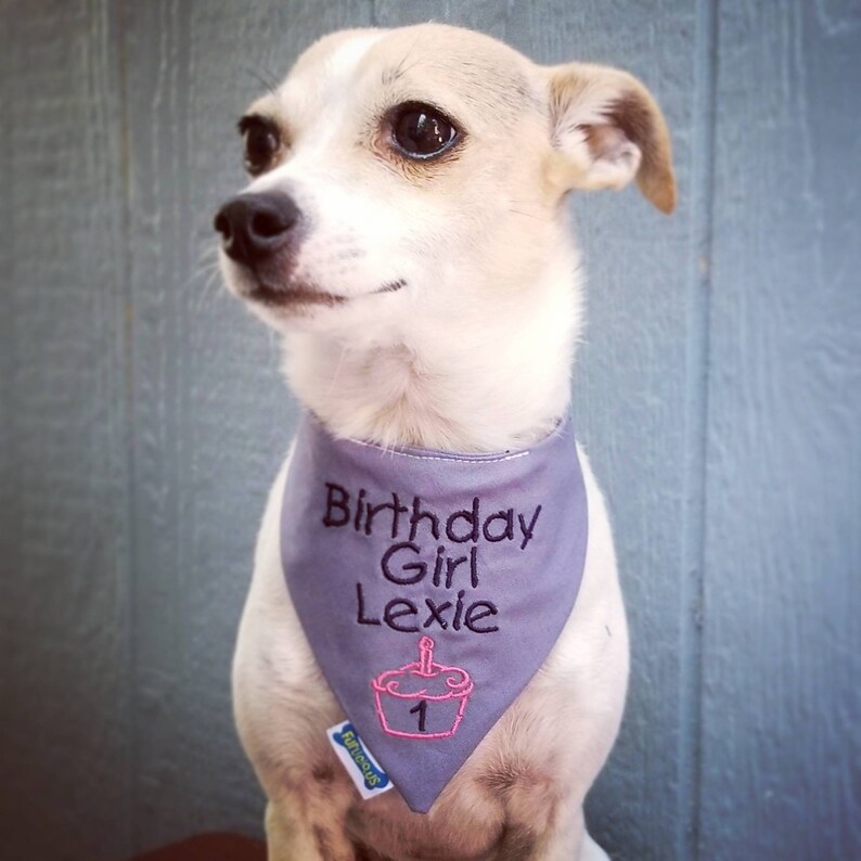 May include: A small dog wearing a gray bandana with the embroidered text "Birthday Girl Lexie" and a pink cupcake with a candle and the number 1. The dog has white and tan fur and is looking to the side.