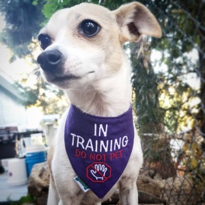 Puede incluir: Un perro peque&ntilde;o y claro con un pa&ntilde;uelo morado. El pa&ntilde;uelo tiene bordado en blanco el texto "IN TRAINING DO NOT PET" y un s&iacute;mbolo rojo de "no acariciar". El perro est&aacute; al aire libre.