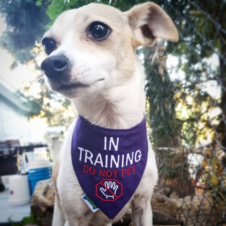 Puede incluir: Un perro peque&ntilde;o y claro con un pa&ntilde;uelo morado. El pa&ntilde;uelo tiene bordado en blanco el texto "IN TRAINING DO NOT PET" y un s&iacute;mbolo rojo de "no acariciar". El perro est&aacute; al aire libre.