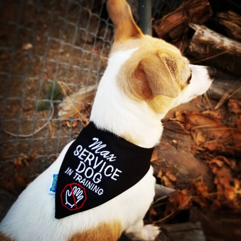 Personalized Service Dog Bandana IN TRAINING Puppy Bandana Etsy