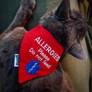 May include: A gray cat wearing a red bandana with white text that reads "ALLERGIES Please Do not feed." A blue medical symbol is embroidered on the bandana. The cat is lying on a green surface.