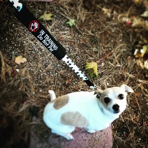 Embroidered Dog Leash Wrap: IN TRAINING Do Not Pet A Leash Sleeve for Working Dogs image 4