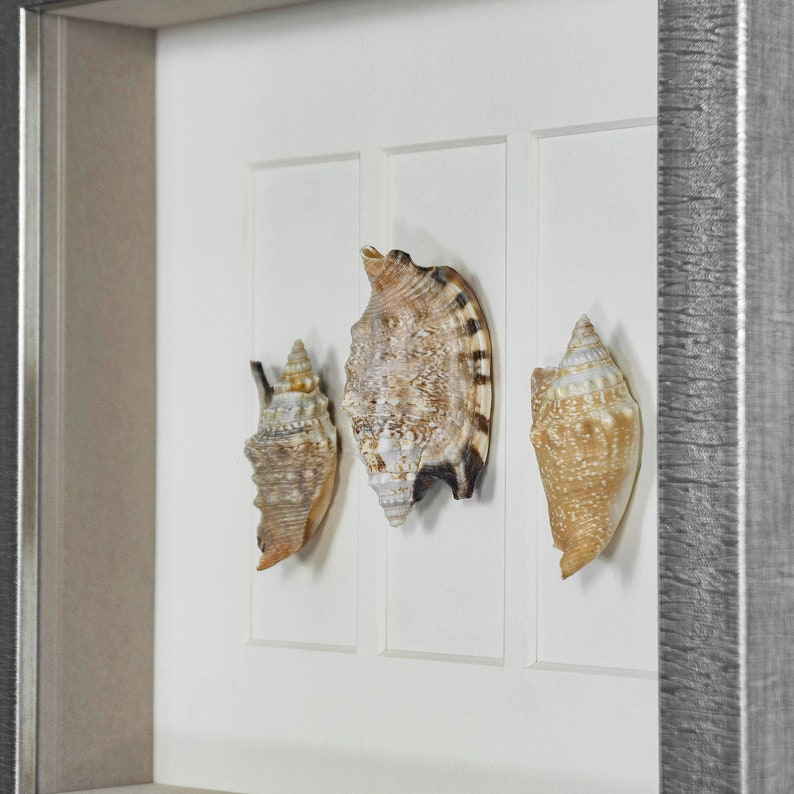 Sea Shell Shadow Box Wall Décor 2 Piece Set Etsy