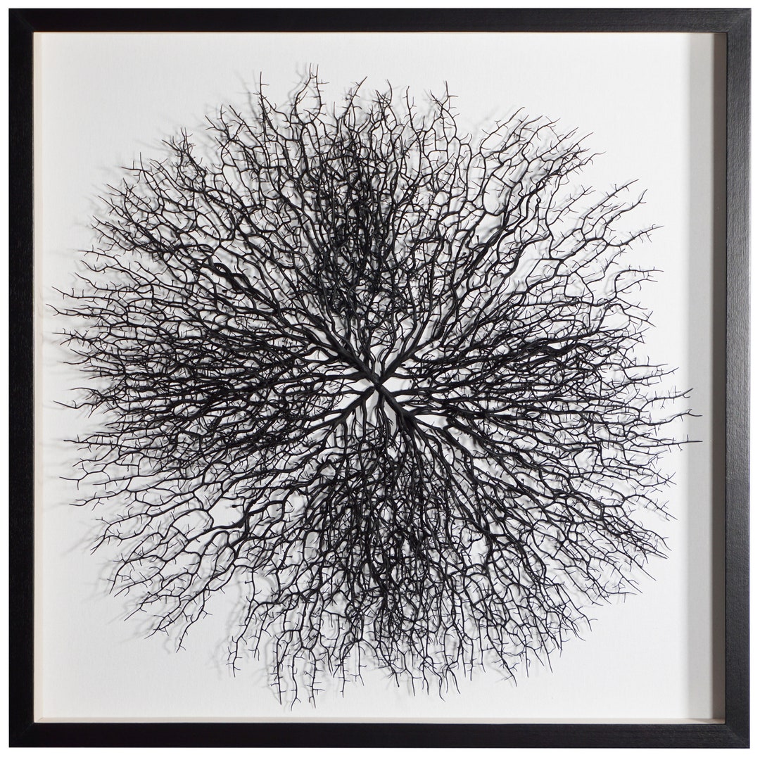 Tree Roots Shadow Yudeco Tree Roots Shadow Box Wall Decor - Etsy