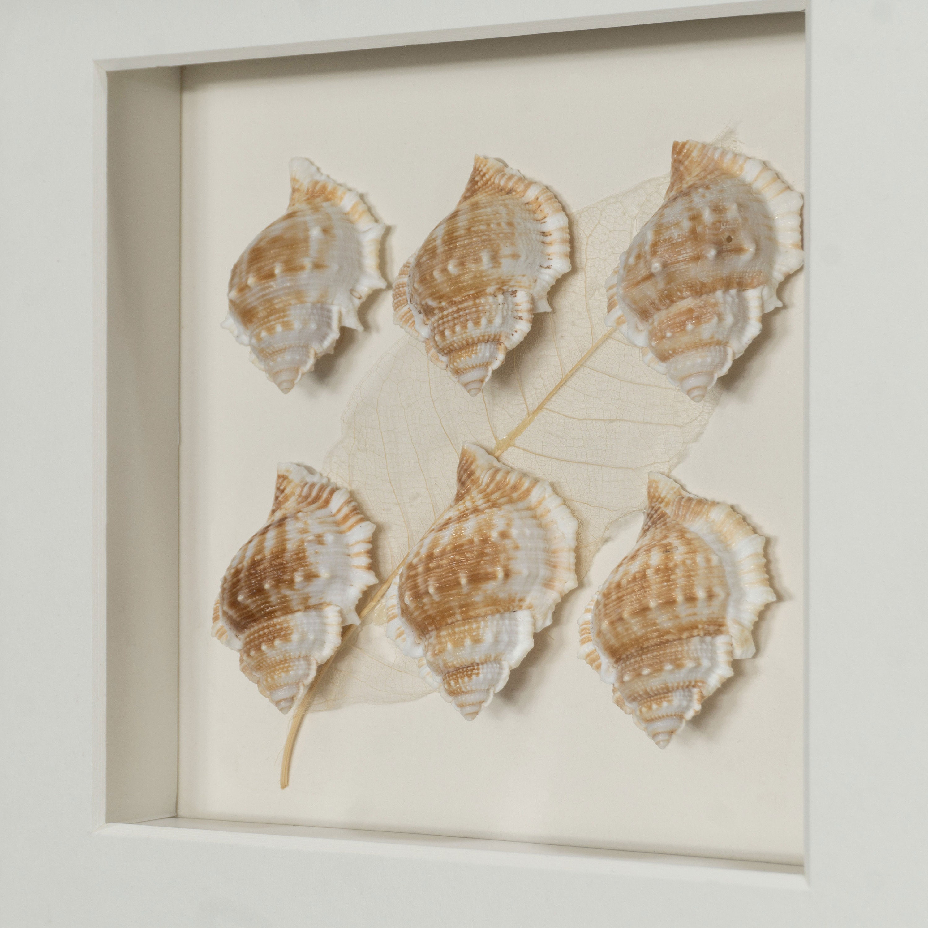 Sea Shell Shadow Box Wall Décor 2 Piece Set Etsy