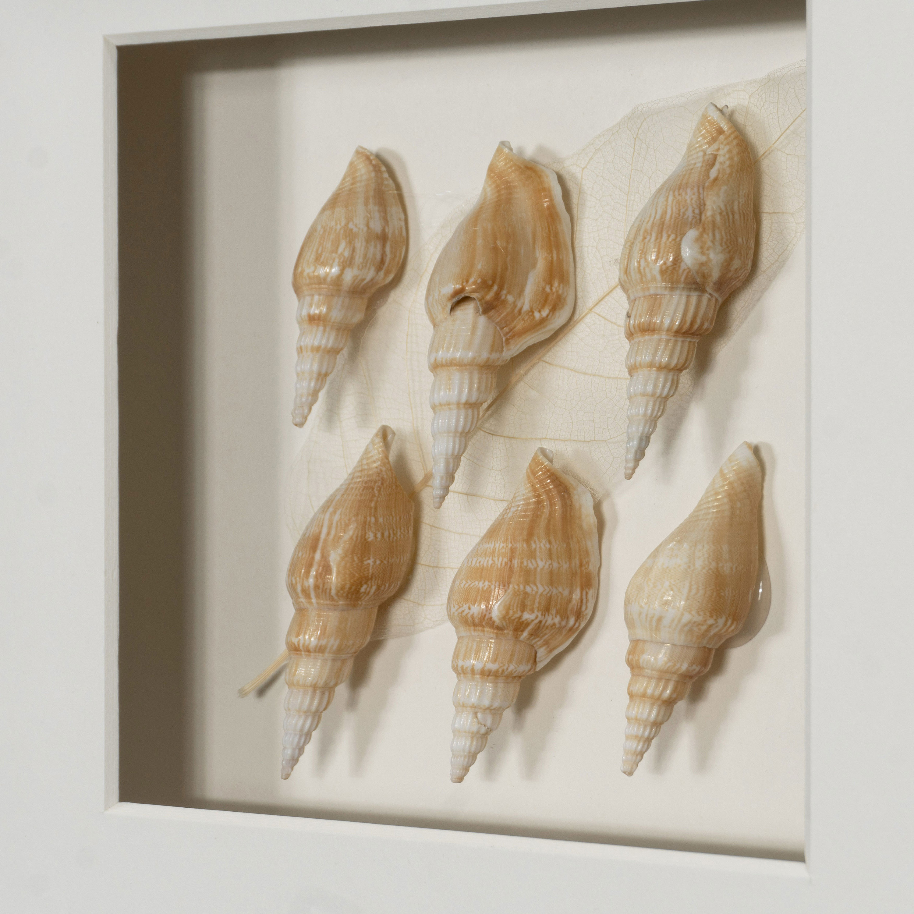 Sea Shell Shadow Box Wall Décor 2 Piece Set Etsy