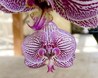 Orchid Earring, Orchid Jewelry, Big Flower Earring, Purple White Orchid Flower, Resin Flower, Orchid Gift, Floral Earring, Summer Earring