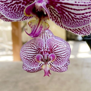 Orchid Earring, Orchid Jewelry, Big Flower Earring, Purple White Orchid Flower, Resin Flower, Orchid Gift, Floral Earring, Summer Earring