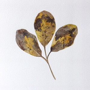 Pode incluir: Uma pintura em aquarela de três folhas marrons e amarelas sobre um fundo branco.