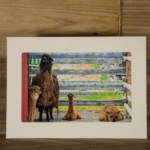 Alpaca Family Photo Greeting Card (5x7) - 3063