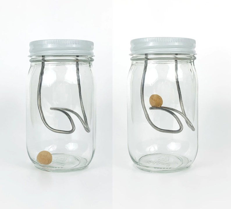 May include: Two clear glass jars with white lids and a metal wire contraption inside. A small, round, brown object is resting on the wire in one jar and at the bottom of the other jar.