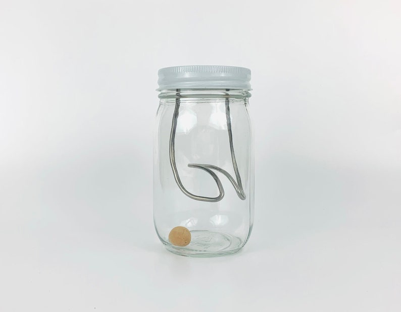 May include: A clear glass jar with a white lid and a metal wire inside. A small, round, light brown object is at the bottom of the jar.