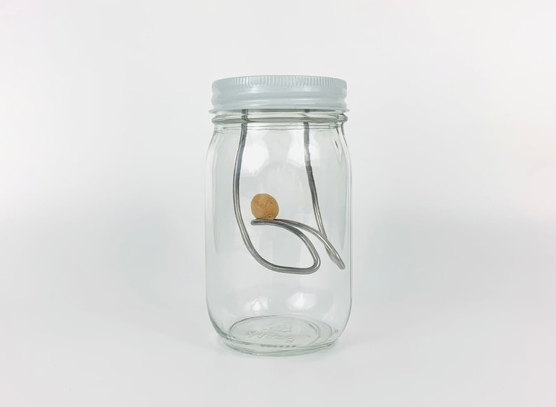 May include: A clear glass jar with a white lid, containing a small, round, brown object suspended by a metal wire.