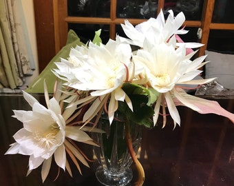 12 Cuttings "Queen of Night" Cactus Orchid FREE SHIPPING