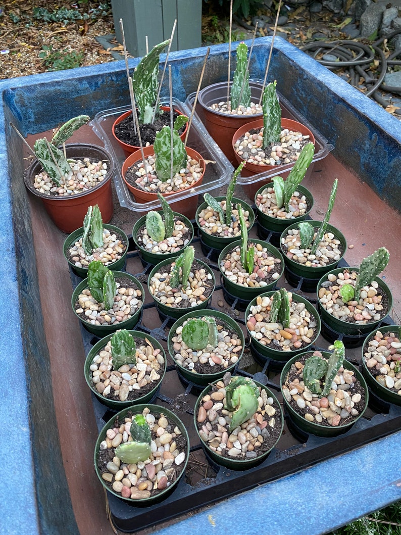 Rare Variegated Josephs Coat Cactus Opuntia monacantha f. Etsy