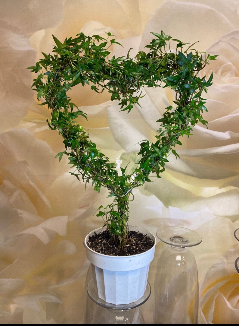 15Tall Heart Topiary with Real Ivy Etsy